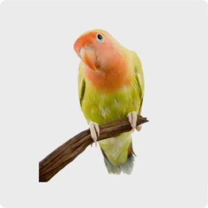 %cf%80%cf%84%ce%b7%ce%bd%ce%bf