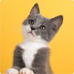 %ce%b3%ce%b1%cf%84%ce%b1