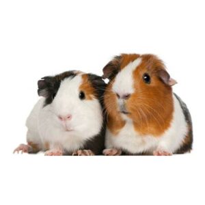 %cf%84%cf%81%cf%89%ce%ba%cf%84%ce%b9%ce%ba%ce%b1-%ce%bc%ce%b9%ce%ba%cf%81%ce%b1-%ce%b6%cf%89%ce%b1